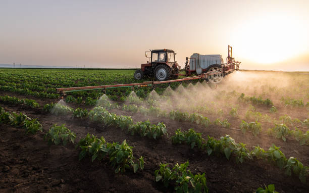 Best Pest Prevention Services  in Rincon Valley, AZ