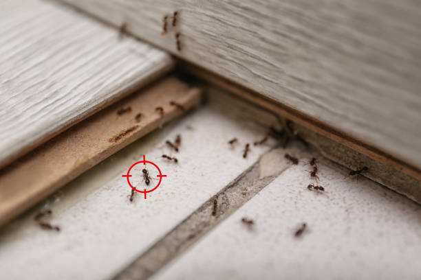 Best Residential Pest Control  in Rincon Valley, AZ