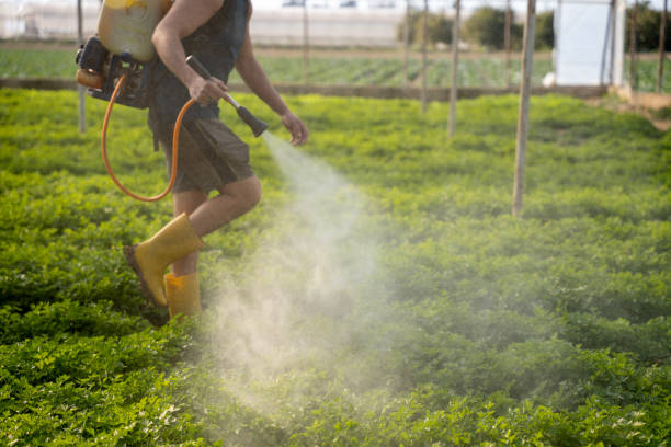 Best Pest Control Near Me  in Rincon Valley, AZ