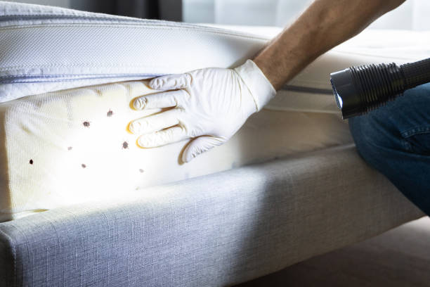 Best Affordable Pest Control Services  in Rincon Valley, AZ