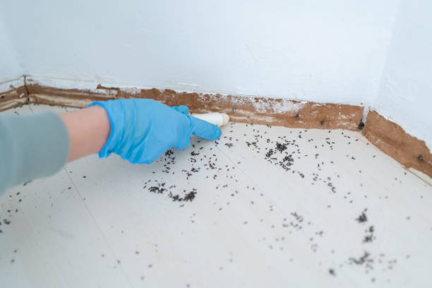 Best Ant Control Services  in Rincon Valley, AZ